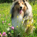 Collie Young Photo 3