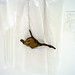 Agnes Oliver Photo 15