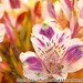 Sherrie Green Photo 29