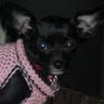 Joyce Jones Photo 7