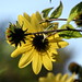 Connie Hanson Photo 15