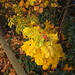 Rose Herbst Photo 4