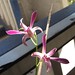 Cathy Beck Photo 39