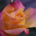 Gary Lester Photo 26