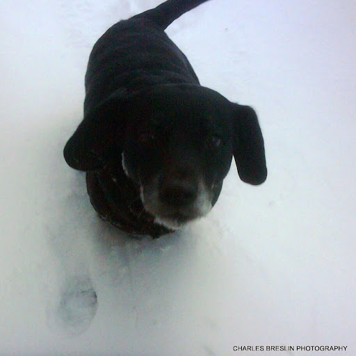 Charles Breslin Photo 5