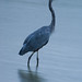 Gilbert Crane Photo 15
