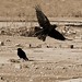 Phillip Crow Photo 12