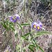 Arnett Flowers Photo 5