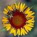 Bee Yang Photo 36