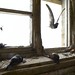 Robin Swift Photo 15