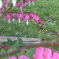 Sue Rowen Photo 2