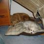 Carol Webber Photo 20