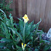 Rose Yang Photo 32