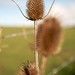 Francis Mckay Photo 10