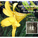 Carol Dorothy Photo 12