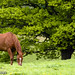 Debbie Chestnut Photo 9