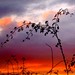 Dawn Hedges Photo 12