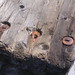 Mary Bolt Photo 17