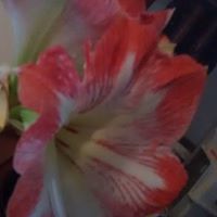 Betty Truax Photo 4