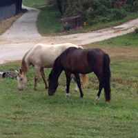 Teresa Blevins Photo 28