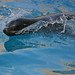 Devon Seal Photo 10