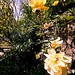 Rose Mcnulty Photo 25