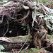 Sharon Root Photo 21