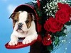 Gina Cook Photo 34