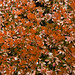 Rusty Bush Photo 13