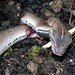 Steve Rivas Photo 10