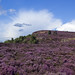 Heather Edge Photo 18