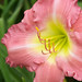 Sue Carpenter Photo 34