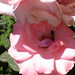 Dennis Langton Photo 7