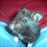 Chester James Photo 13