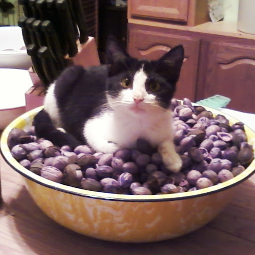 Ann Lytle Photo 7