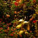 Rose Mills Photo 25