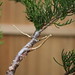 Shari Lowe Photo 17