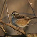 Susan Sparrow Photo 22