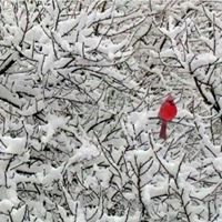 Laura Grossman Photo 28