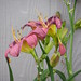 Mary Plant Photo 24
