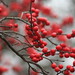 Berry Gray Photo 10
