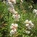 Bill Hamby Photo 21