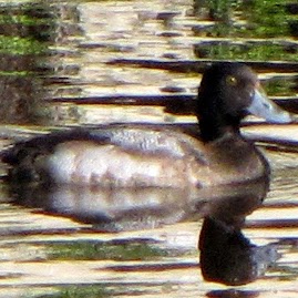 Brent Ramsey Photo 19