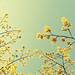 Hazel Branch Photo 7
