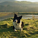 Nick Alt Photo 29
