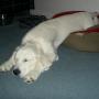 Stephen Hahn Photo 22