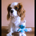 Charles Amico Photo 4