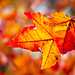 Bruce Leaf Photo 17