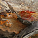 Glen Thompson Photo 40