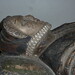 Elizabeth Witham Photo 15